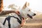 Preview: Ruffwear Front Range Halsband Basalt Gray Gr. 36-51 cm